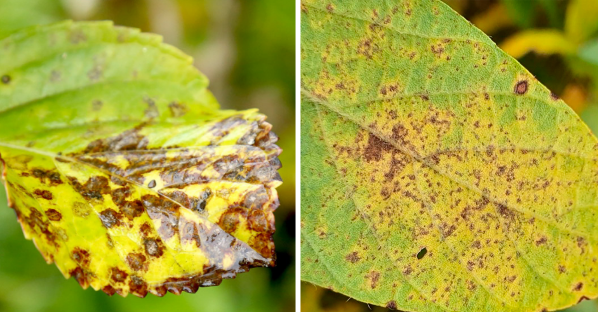 O Que Causa Ferrugem Nas Plantas Librain