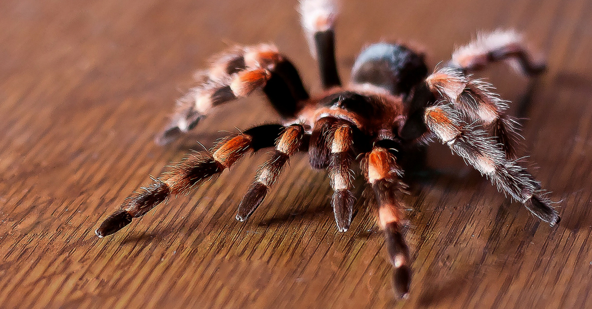 Picada De Aranha Sintomas E O Que Fazer