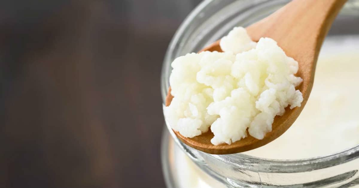 Kefir de água de coco é mais poderoso que kombucha Aprenda a fazer