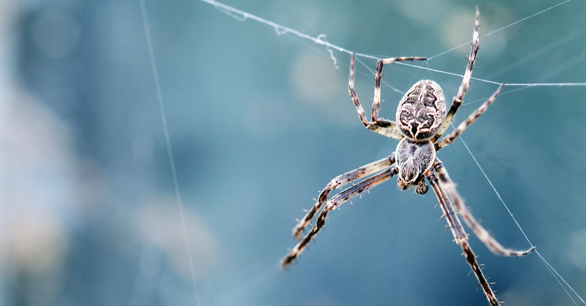 Picada De Aranha Sintomas E O Que Fazer