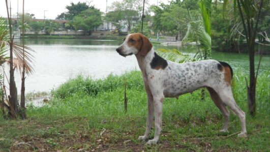 Conheça 7 raças brasileiras de cachorro