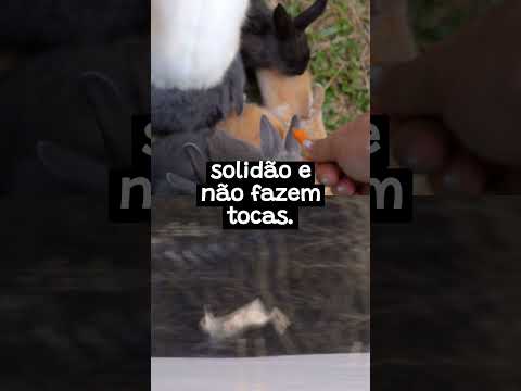 Coelhos vs. Lebres: Descubra as Diferenças Surpreendentes! ??