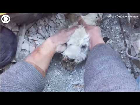 Dog rescued from rubble in Turkey after earthquake