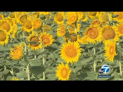 Kansas farmer plants 1.2M sunflowers for 50th anniversary gift