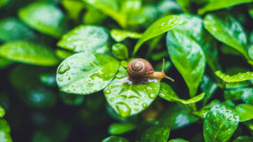 Afaste caracóis e lesmas sem produtos tóxicos