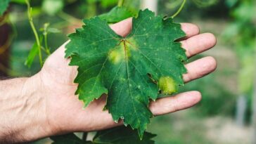 As folhas da sua planta estão caindo