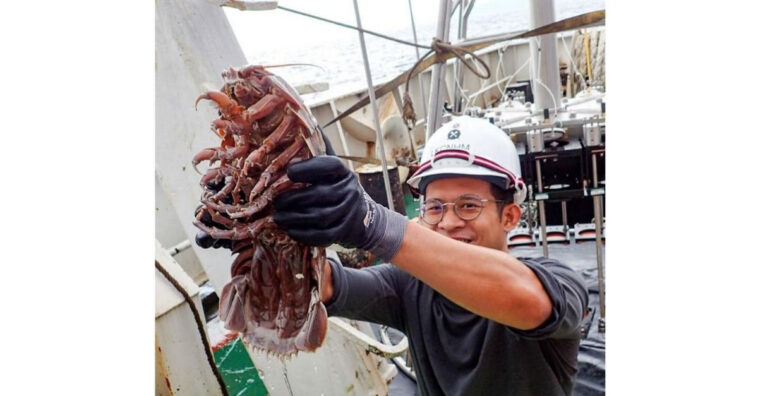 Barata gigante é descoberta na Indonésia