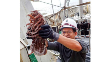 Barata gigante é descoberta na Indonésia