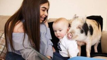 Bebê fã de Peppa Pig ganha porco de estimação