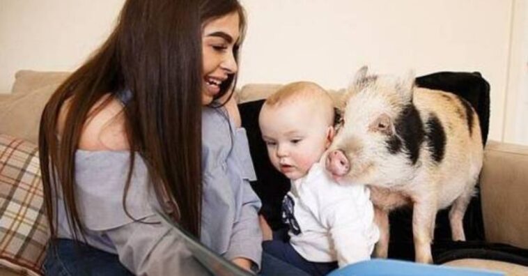 Bebê fã de Peppa Pig ganha porco de estimação