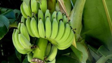 Biomassa de banana verde para diabetes tipo 2