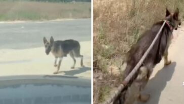 Cachorra de rua