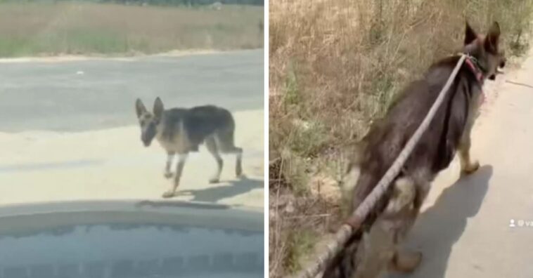 Cachorra de rua