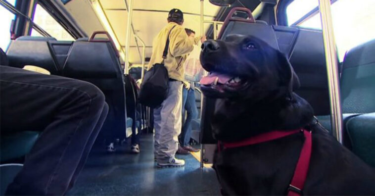 Cachorra pega ônibus todos os dias para ir ao parque e tem até passe!