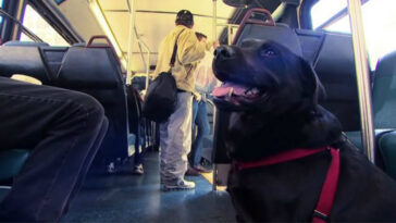 Cachorra pega ônibus todos os dias para ir ao parque e tem até passe!