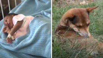 Cachorra resgata bebê abandonada perto de uma floresta no Quênia