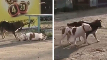 Cachorro de rua solta pitbull preso para brincarem juntos