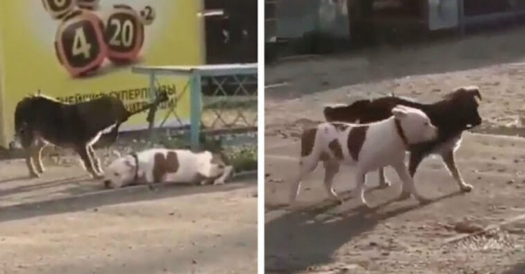 Cachorro de rua solta pitbull preso para brincarem juntos