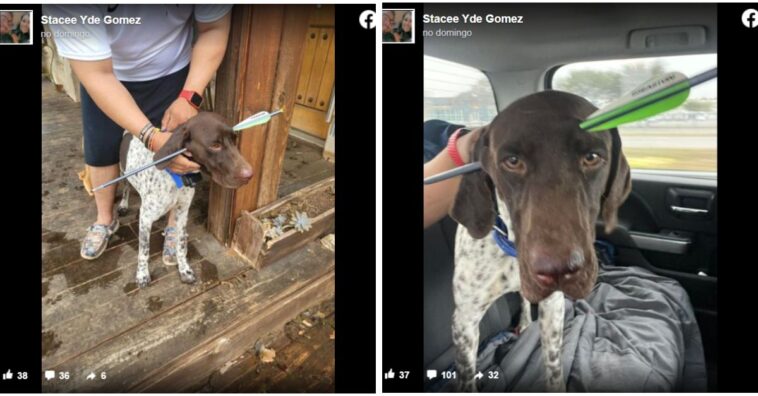 Cachorro levou uma flechada