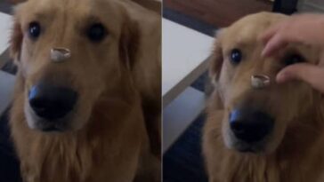 Cachorro participa de vídeo anunciando o noivado da dona e resolve comer o anel