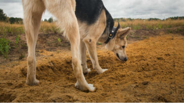 Cachorros salvam bebê recém-nascida abandonada pela mãe em bueiro