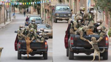 Cachorros são resgatados por militares bolivianos