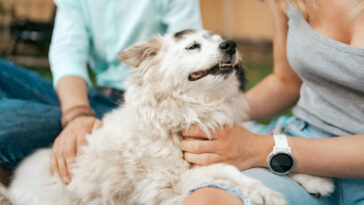 Coisas que você faz e seu cachorro não gosta