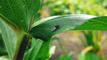 Como acabar com mosquitos que ficam nas plantas