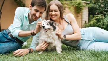 Como desinfetar quintal com cachorro