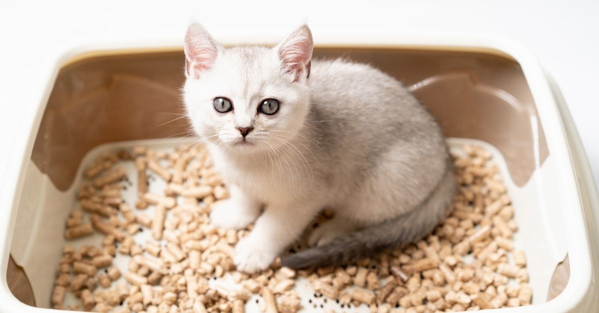 Classe A Saúde e Higiene  Aprenda a fazer areia de gato caseira