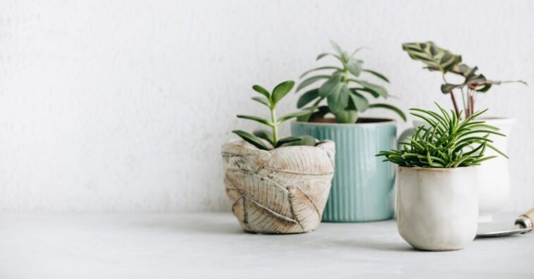 Como proteger as plantas do calor