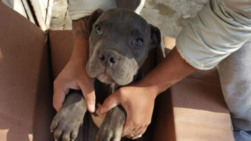 Criança deixa cachorrinho em abrigo com carta emocionante