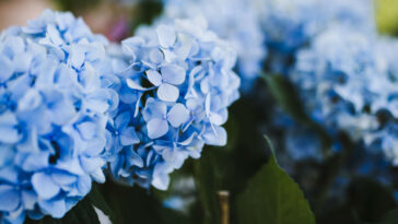 Cultivar hortênsias cuidados essenciais