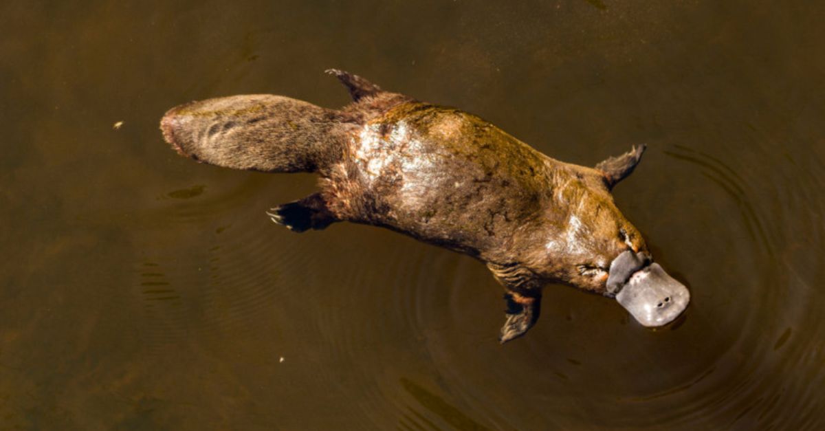 Curiosidades sobre animais exóticos ornitorrinco