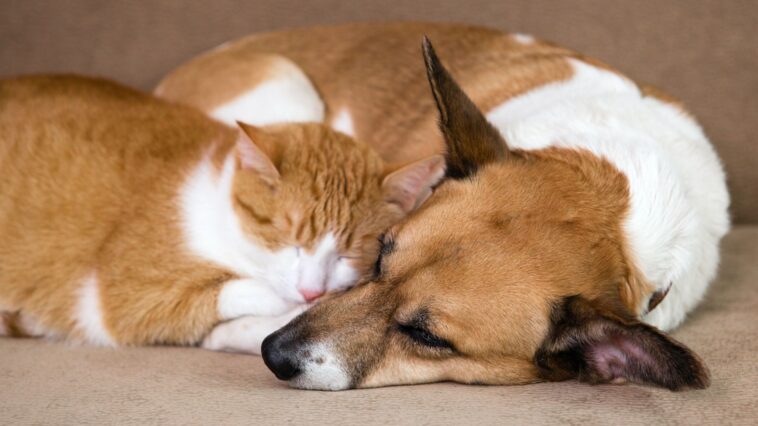 Doenças de inverno em cães e gatos