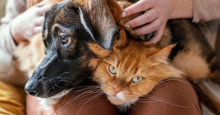 Doenças que cães e gatos podem passar para os humanos