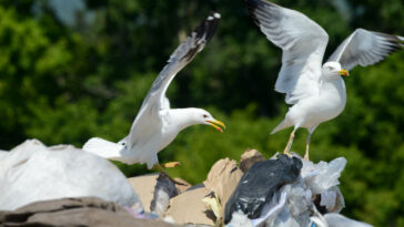 Em 30 anos, 99% das aves terão plástico nos estômagos