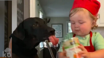 Esse bebê cozinheiro vai ser a coisa mais fofa que você verá hoje!