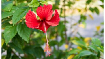 Flores para plantar no verão