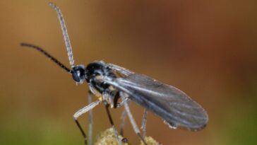 Fungus gnats