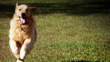 Golden retriever salva sua dona chamando uma ambulância