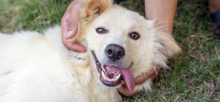 Homem em coma desperta com latido de seu cachorro conheça