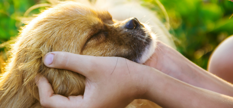 Homem em coma desperta com latido de seu cachorro história