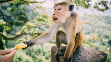 Macacos atacam profissionais de saúde e roubam amostras de sangue contaminadas por coronavírus