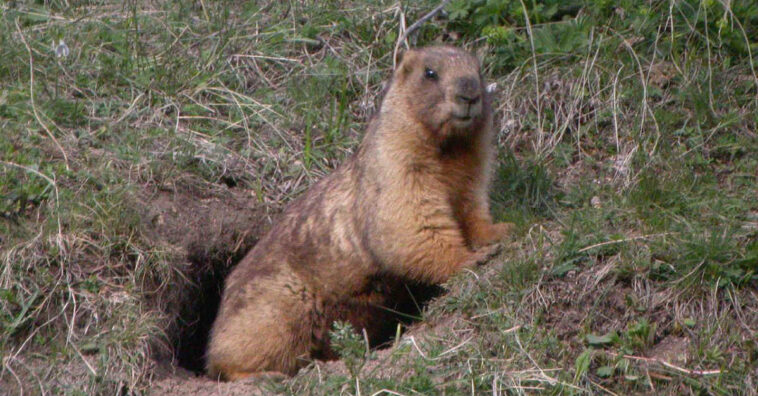 Marmota peste bubônica