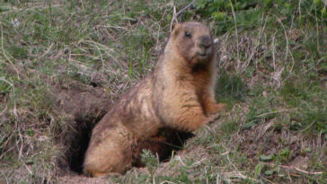 Marmota peste bubônica