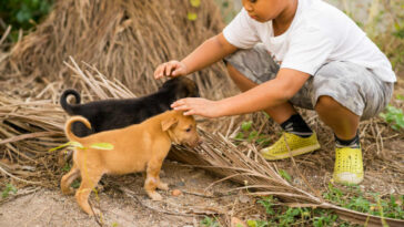 Menino faz um abaixo-assinado surpreendente para ganhar cachorro