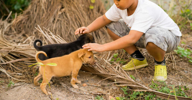 Menino faz um abaixo-assinado surpreendente para ganhar cachorro