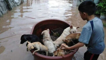 Menino usa balde para salvar animais que iriam morrer afogados