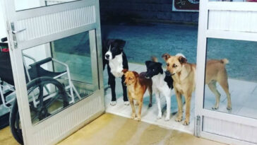 Morador de rua é internado e seus 4 cachorros ficam esperando na porta do hospital